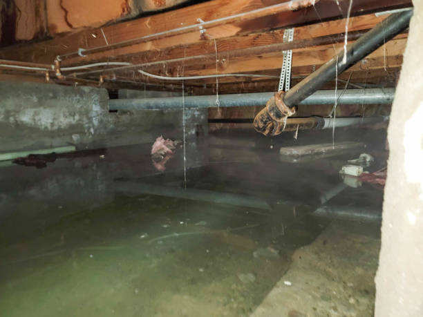 Best Water damage cleanup near me  in Richnd, MO